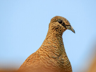 White-quilled Rock-Pigeon (Petrophassa albipennis) in Australia