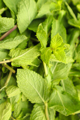 Fresh organic aromatic mint background. Vibrant green mint leaves fresh and healthy. Ecology organic natural layout