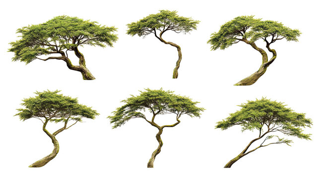Unique Collection of Rain Trees Showcasing Varied Shapes and Forms Generative AI