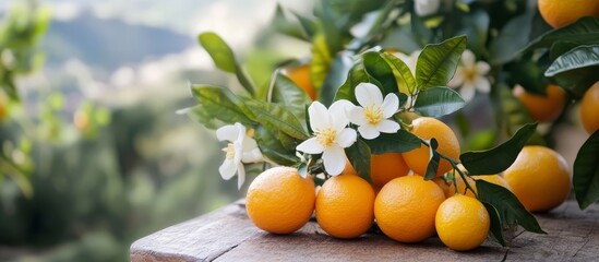 Israel's citrus trees showcase beautiful white flowers and vibrant green leaves. 