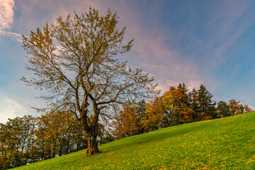 Panorama Sunset in the Rhine Valley, with a tree, blue sky over the city of Dornbirn, meadow and fields. autumn colored trees. beautiful afterglow, interesting colored veil clouds over Swiss mountains