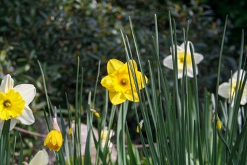 A vibrant collection of beautiful white and yellow flowers is flourishing in a wellmaintained garden, creating a lovely natural display