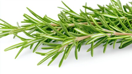 Fototapeta premium Fresh Rosemary Sprig on White Background