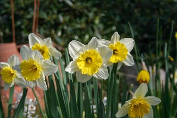 Fototapeta premium A vibrant collection of beautiful white and yellow flowers is flourishing in a wellmaintained garden, creating a lovely natural display