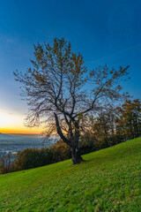 Panorama Sunset in the Rhine Valley, with a tree, blue sky over the city of Dornbirn, meadow and fields. autumn colored trees. beautiful afterglow, interesting colored veil clouds over Swiss mountains