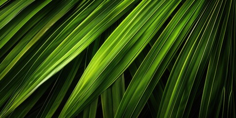 Obraz premium Lush tropical green leaves on plant. Natural organic background for stock photos.