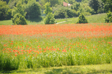 feld ackerbau ernte rot mohn