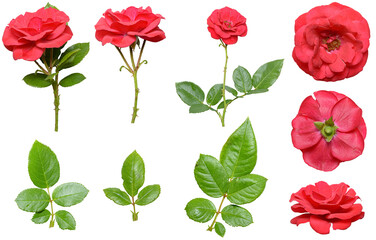 Set of isolated floral cut-out elements of wild garden roses, red pink petals, green stem and rose...