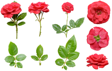 Set of isolated floral cut-out elements of wild garden roses, red pink petals, green stem and rose leaves, romantic concept, png on transparent background