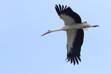 bellezza in volo