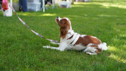 a small white cute dog sits at the feet of the owner in the summer in the city park
