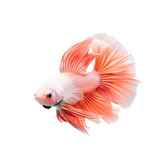 Fototapeta premium A stunning betta fish displaying incredible fin artistry, showcasing vibrant shades of pink and white against a solid black background, embodying grace and elegance in motion.