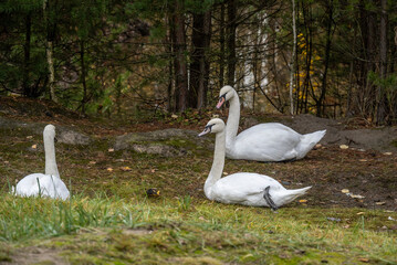 white swan on green water on an autumn day