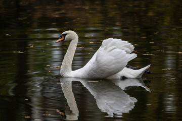 white swan on green water on an autumn day