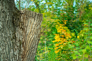
The trunk of an old tree on an autumn background.
