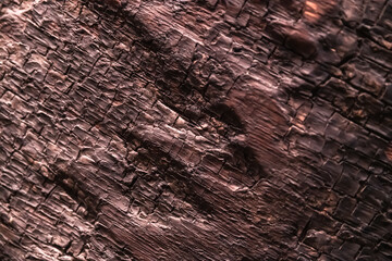 Close-Up of Aged Fossilized Brown Wood Surface: Textured Patterns and Rich History