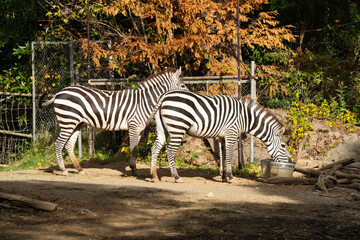 Cute zebra living in a zoo in Japan and eating grass.