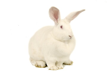 Lapin néo-zélandais
