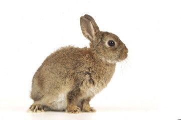 Lapin nain