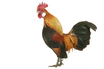 Coq Hollandskriel doré