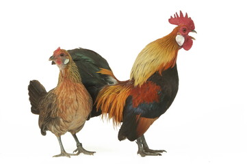 Poule et coq Hollandskriel doré