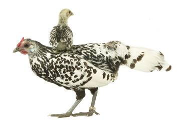 Poule et poussin Hambourg pailletée