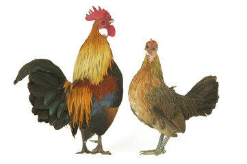 Poule et coq Hollandskriel doré
