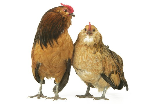 Poule et coq Barbue d'Anvers