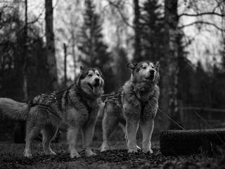 Alaskan Malamute talking sledding