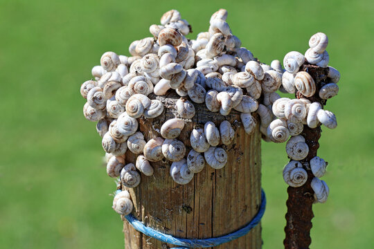 Petits escargots &agrave; la conqu&ecirc;te du piquet