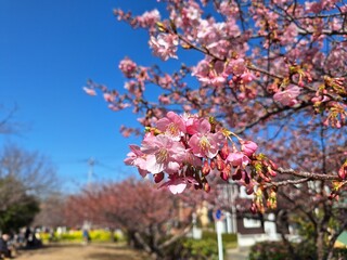 Close up of kanzakura cherry blossom flowers