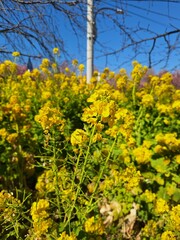 Small field of rapeseed in the late afternoon