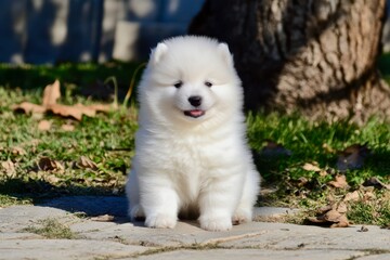 Samoyed puppy, small with fluffy white coat, sitting with a happy expression, playful and gentle