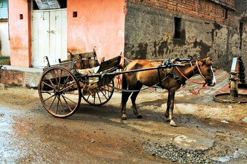 Horse cart, Miraj, Maharashtra, India, Asia