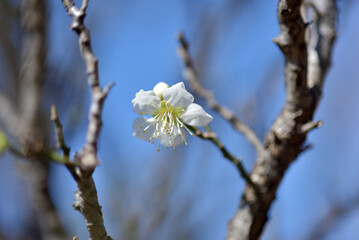 金獅子　梅の花
