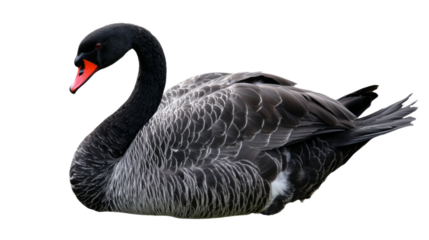 Black swan bird