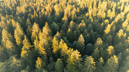 A stunning aerial view of a dense forest bathed in the golden light of sunset. The interplay of...