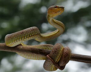 Potrait Manggrove pit viper closeup head on branch ready to attack, Trimeresurus purpureomaculatus, 01 November 2024 Indonesia