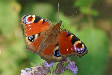 Closeup on a European Peacock Butterfly, Inachis io, on Purple Flower