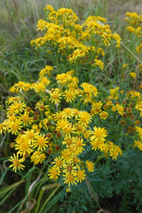 Obraz premium Vibrant Yellow Common ragwort, Jacobaea vulgaris, Wildflowers in Natural Setting