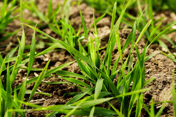 Winter rye close-up. Small sprouts grow in the soil. The field is sown in autumn