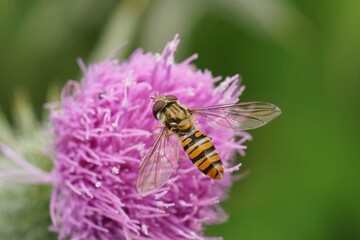 A marmelade hoverfly, Episyrphus balteatus, with transparent wings and striped abdomen on a purple thistle flower.