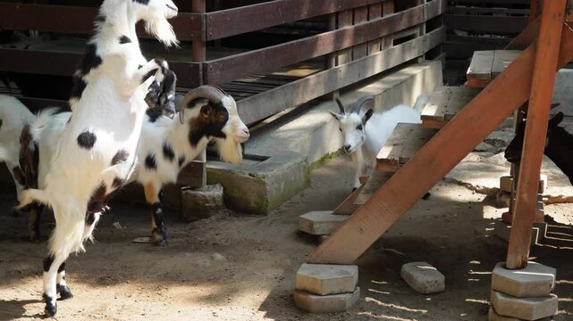 4k video footage of The male Czech goat is fighting and headbutting with another goat. Concept for World Animal Day