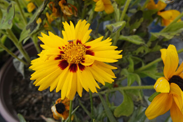 Vibrant Yellow Coreopsis Flower with Red Center in Garden