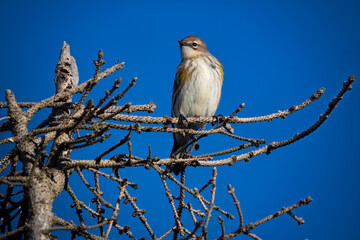 Yellow-rumped warbler against blue sky in Nova Scotia
