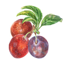 Plums branch with leaves hand-drawn watercolor illustration. Summer sweet and ripe fruits collection. The fruits, foliage are painted in light watercolor painting from nature on white background. Clip