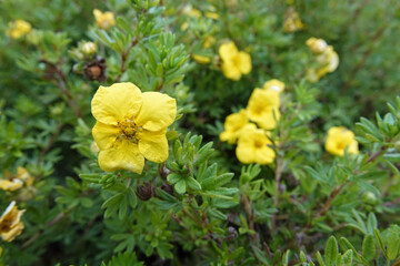 Close-Up of Yellow Shrubby Cinquefoil Dasiphora fruticosa Flowers in a Garden