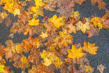 Close-up of flattened wet autumn leaves in all colours on an asphalt road. It is a rainy day in the Dutch autumn season.