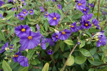 Vibrant Purple Blue potatobush, Lycianthes rantonnetii Flowers in Bloom