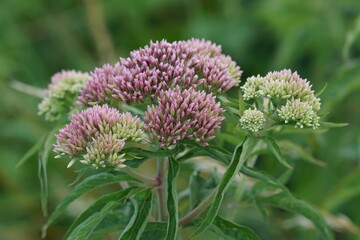 Close-Up of Flowering hemp-agrimony Plant with Pink and Green Buds